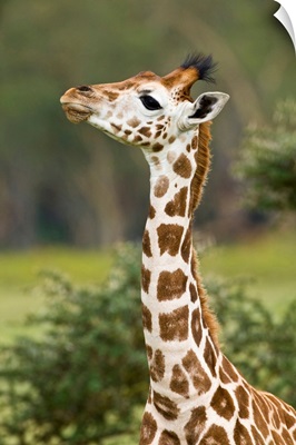 Africa. Kenya. Rothschild's Giraffe Baby At Lake Nakuru NP.