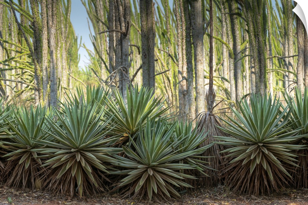 Africa, Madagascar, Anosy Region, Berenty Reserve, spiny forest. Sisal plants are along the edge of the deciduous succulen...