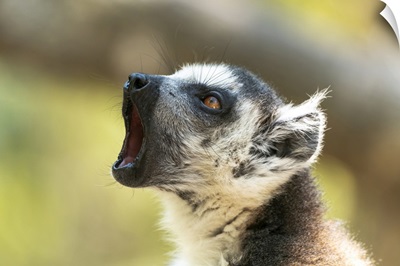 Africa, Madagascar, Isalo National Park, A Ring-Tailed Lemur Vocalizes