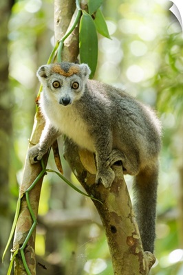Africa, Madagascar, Lake Ampitabe, Akanin'ny Nosy Reserve, A Female Crowned Lemur