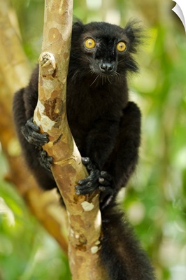 Africa, Madagascar, Lake Ampitabe, Akanin'ny Nosy Reserve, Male Black Lemur