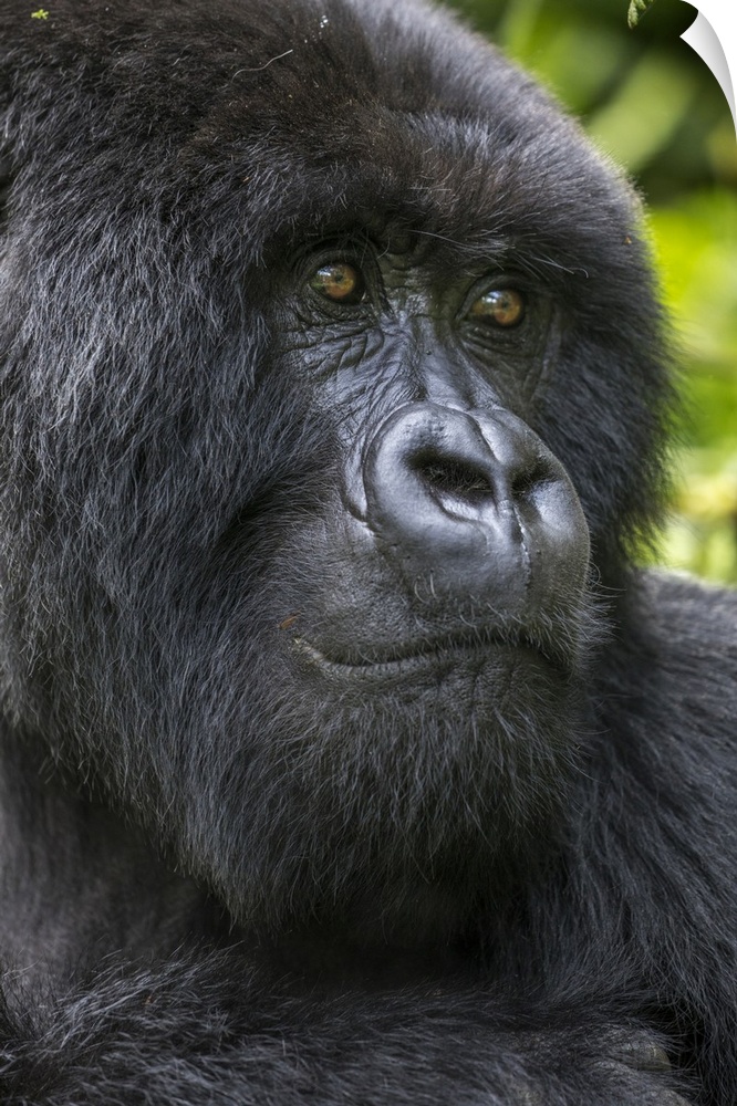 Africa, Rwanda, volcanoes national park, close-up portrait of adult male mountain gorilla (Gorilla Beringei Beringei) in r...