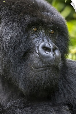 Africa, Rwanda, Close-Up Portrait Of Adult Male Mountain Gorilla, Virunga Mountains
