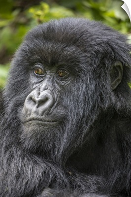Africa, Rwanda, Portrait Of Mountain Gorilla Resting In Rainforest In Virunga Mountains