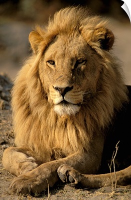 Africa, Sub-Saharan Africa. Lion