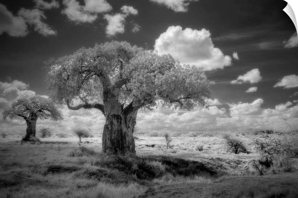 Africa, Tanzania. Ancient baobab trees, dot the landscape in this infrared view. Africa, Tanzania.