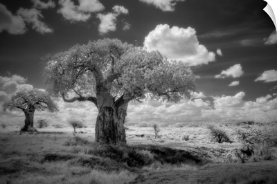 Africa, Tanzania, Ancient Baobab Trees, Dot The Landscape In This Infrared View