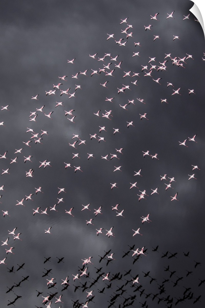 Africa, Tanzania, aerial view of flock of greater and lesser flamingos flying above salt waters of lake Natron.