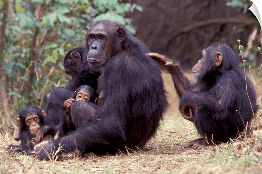Africa, Tanzania, Gombe NP Infant female chimpanzee (Pan troglodytes) grooms her mother.
