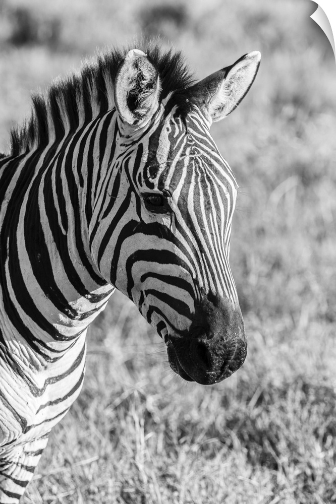 Africa, Tanzania, Ngorongoro crater. B&W of plains zebra head.