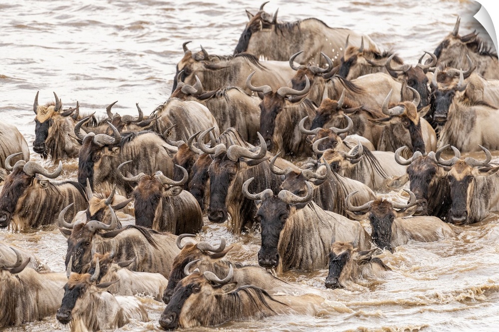 Africa, Tanzania, Serengeti national park. Wildebeests crossing mara river.