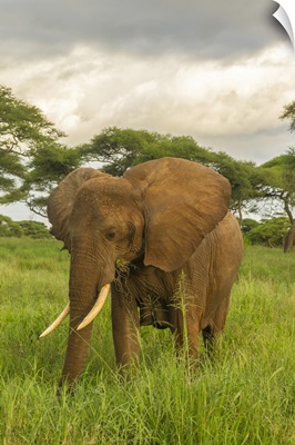 Africa, Tanzania, Tarangire National Park, African Elephant Close-Up