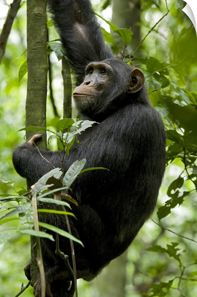 Africa, Uganda, Kibale National Park, Ngogo. A young adult male chimpanzee pauses during a climb to survey his surroundings.