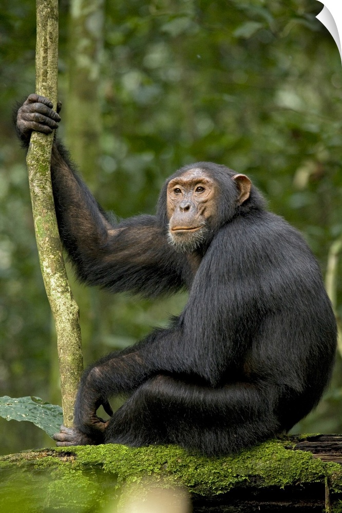 Africa, Uganda, Kibale National Park, Ngogo Chimpanzee Project. A young adult chimpanzee listens and anticipates the arriv...