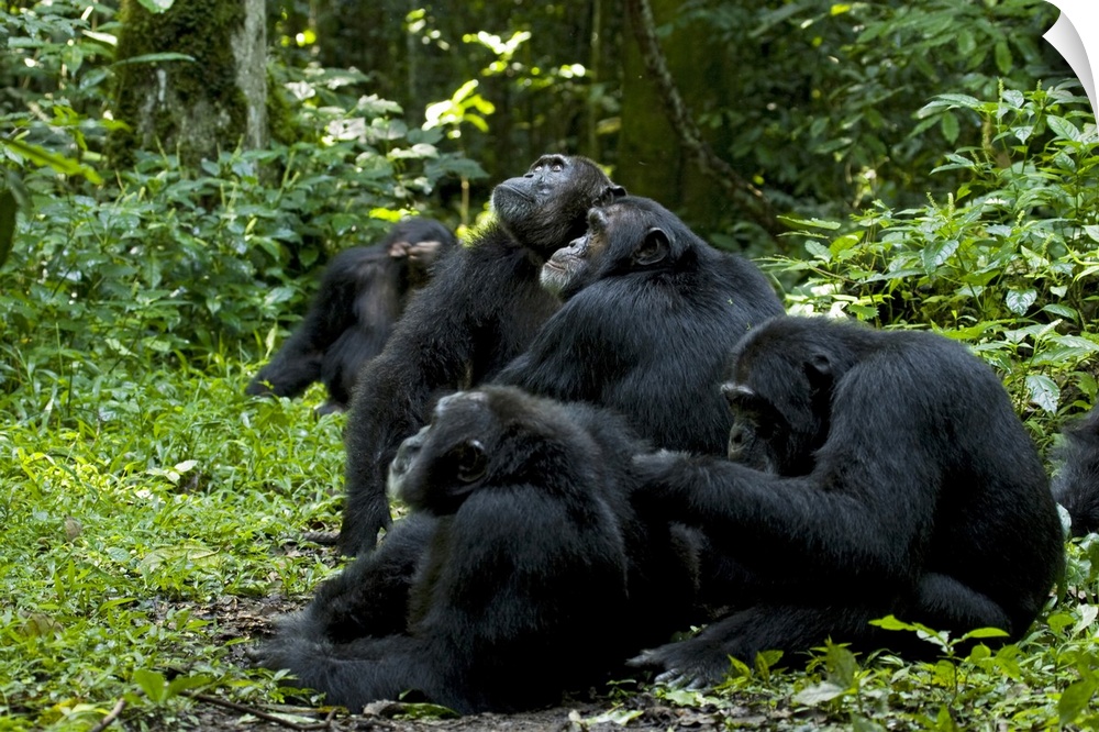 Africa, Uganda, Kibale National Park, Ngogo Chimpanzee Project.  Chimpanzee males are attracted to an estrous female resti...