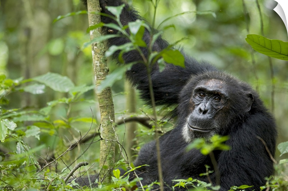 Africa, Uganda, Kibale National Park, Ngogo Chimpanzee Project. A wild male chimpanzee stares, his face relaxed.--