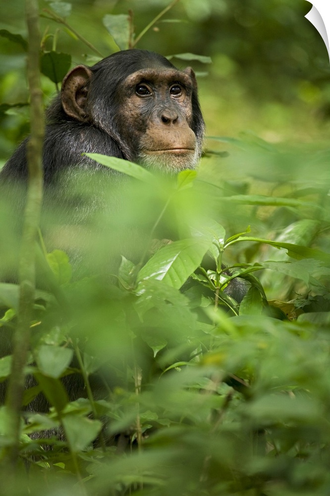 Africa, Uganda, Kibale National Park, Ngogo Chimpanzee Project.  A young adult male chimpanzee observes his surroundings f...