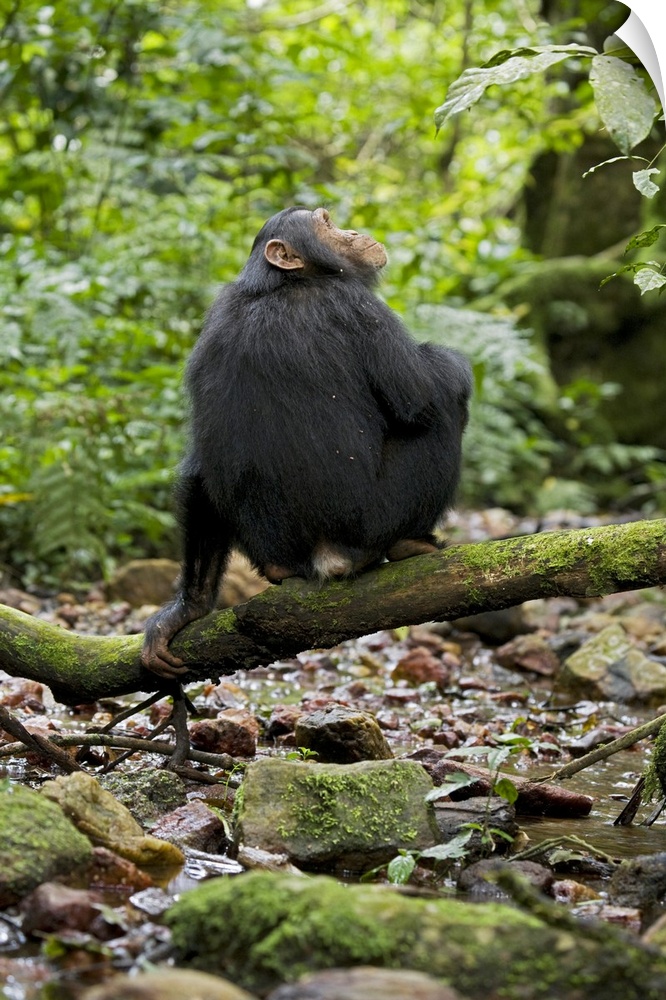 Africa, Uganda, Kibale National Park, Ngogo Chimpanzee Project.  A juvenile chimp sits on a branch over a stream, his back...
