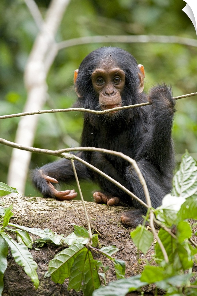 Africa, Uganda, Kibale National Park, Ngogo Chimpanzee Project. A playful and curious infant chimpanzee grips and chews a ...