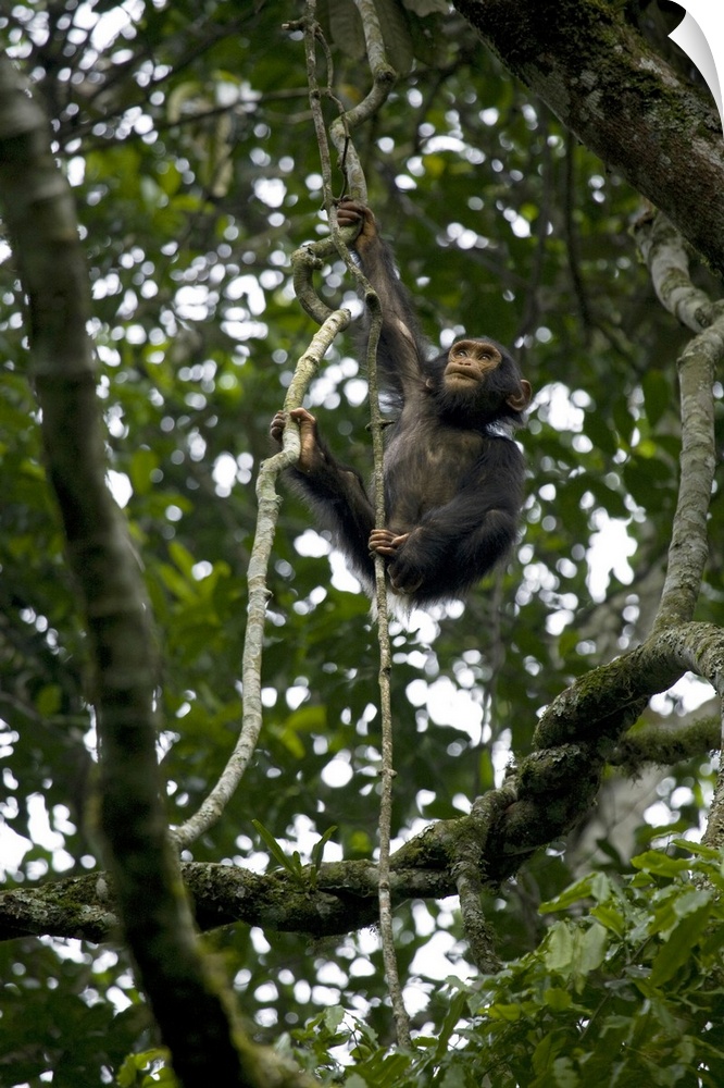 Africa, Uganda, Kibale National Park, Ngogo Chimpanzee Project. An infant chimpanzee climbs a vine.