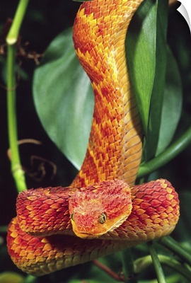 African Bush Viper, Atheris squamiger, Native to Uganda and Western Kenya