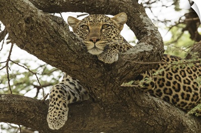 African Leopard In Tree, Serengeti National Park, Tanzania, Africa