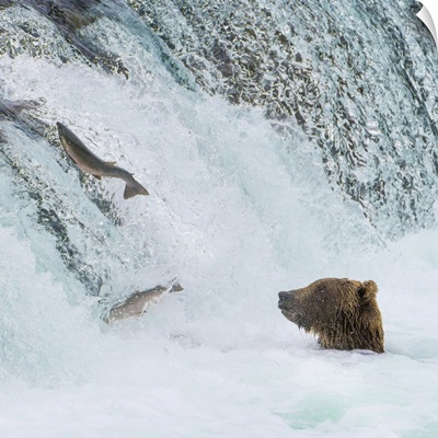 Alaska, Brooks Falls, Grizzly Bear At The Base Of The Falls Watching Fish Jump