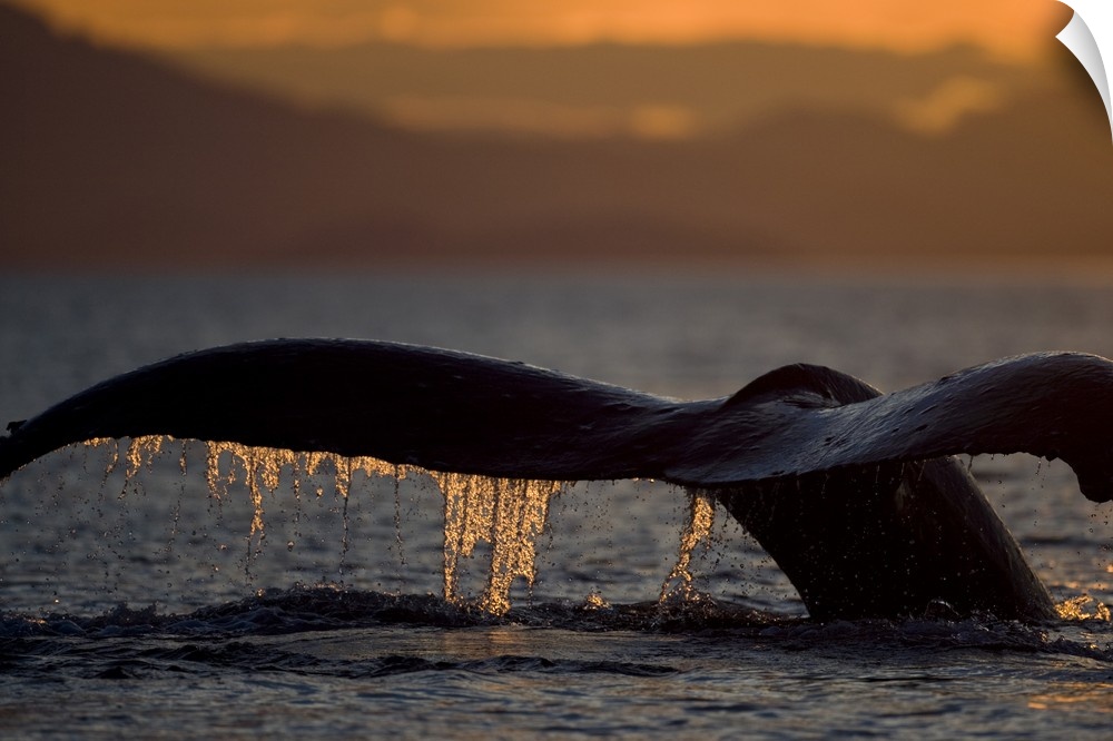 USA, Alaska, Close-up of Humpback Whale (Megaptera novaengliae) raising its tail while diving in Icy Strait at sunset on s...