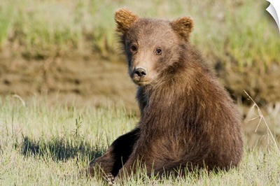 Alaska, Coastal Brown Bear Cub At Silver Salmon Creek, Lake Clark Np.