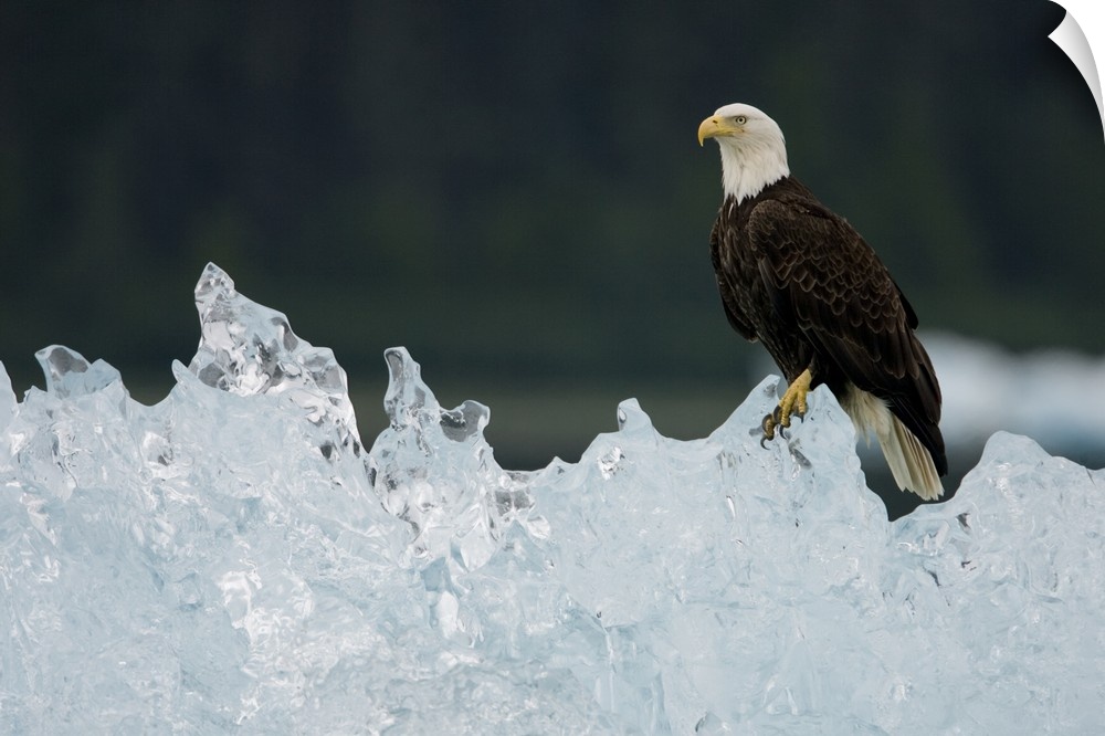 USA, Alaska, Holkham Bay, Bald Eagle (Haliaeetus leucocephalus) resting on iceberg from South Sawyer Glacier.
