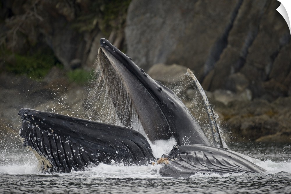 USA, Alaska, Hoonah, close-up of Humpback Whale (Megaptera novaengliae) lunging from water while bubble net feeding on sch...