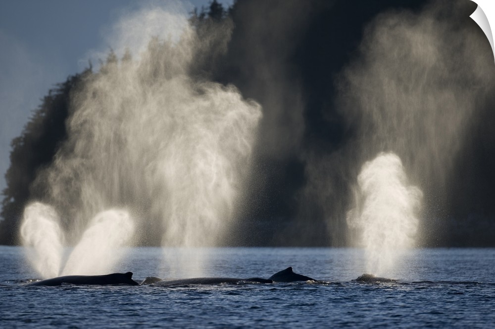 USA, Alaska, Humpback Whales (Megaptera novaengliae) sending up plumes of mist while group feeding in Chatham Strait on su...