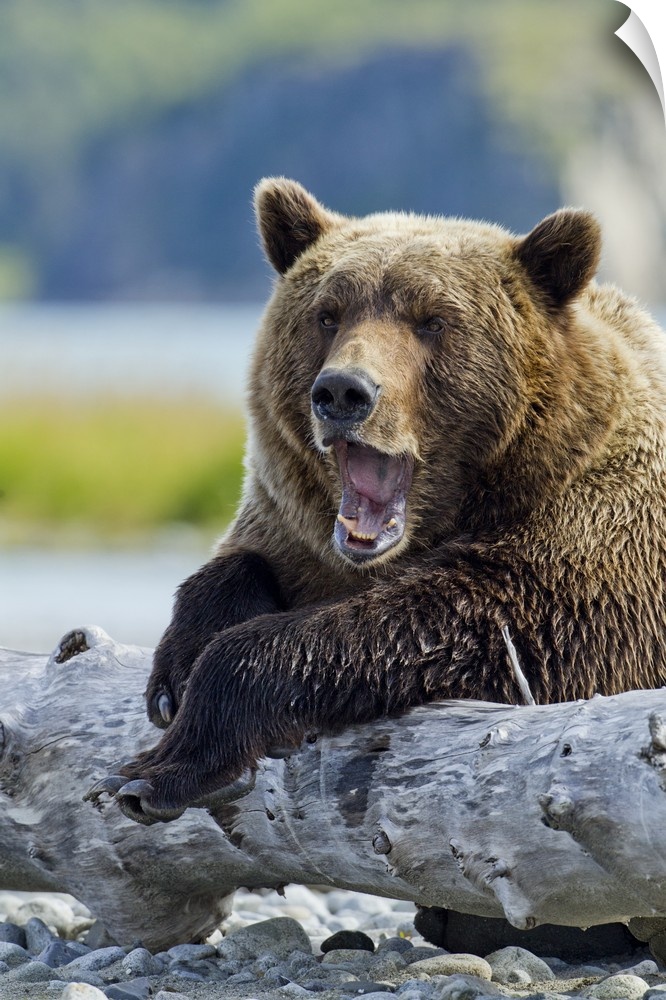USA, Alaska, Katmai National Park, Grizzly Bear (Ursus arctos) yawns while resting on old tree trunk by salmon spawning st...