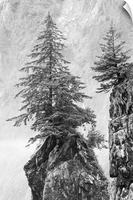 Alaska, Kenai Peninsula, Black And White Image Of Pine Tree On A Monolith