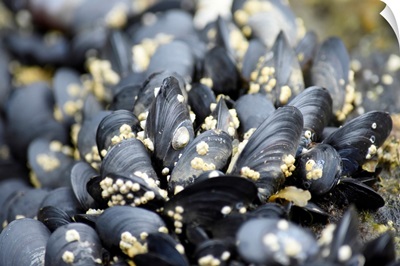 Alaska, Ketchikan, Mussels On Beach With Barnacles