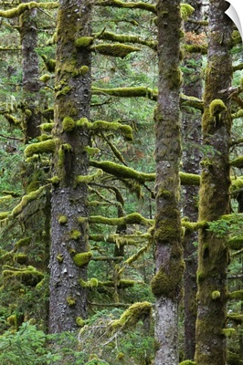 Alaska, Kodiak Island, Pacific Fir Trees, Fort Abercrombie State Historical Park