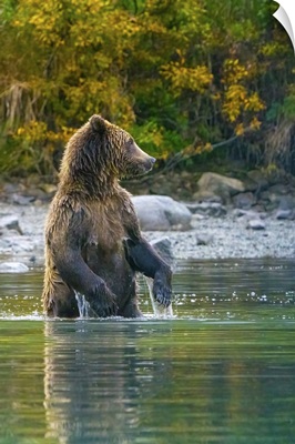 Alaska, Lake Clark, Grizzly Bear Stands Up In The Water