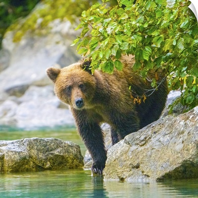 Alaska, Lake Clark, Grizzly Bear Walks Along The Shoreline Among The Boulders
