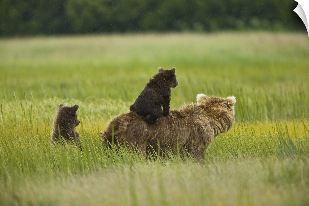 USA, Alaska, Lake Clark National Park. A mother grizzly and her cubs scout for pending danger in the meadow.