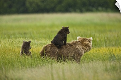 Alaska, Lake Clark National Park, a mother grizzly and her cubs in the meadow