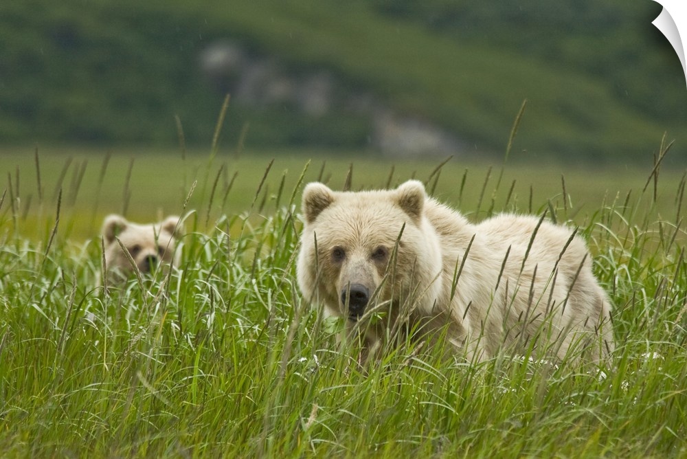 USA, Alaska, Lake Clark National Park. Blonde grizzly bear sow and partially hidden cub.