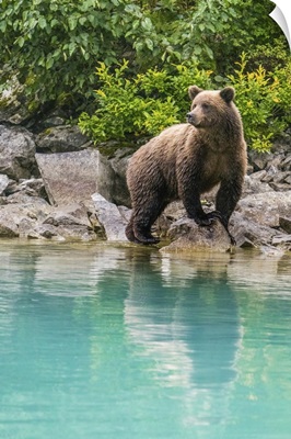 Alaska, Lake Clark, Young Grizzly Bear Walks Along The Shoreline
