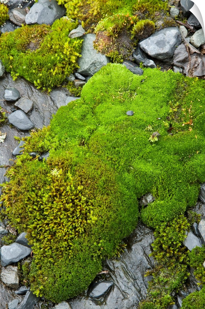 Moss covers rock worn smooth by glaciation near Exit Glacier, Kenai Fjords National Park, Alaska.