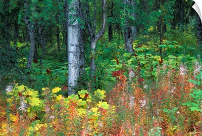 Alaska, Parks Highway, Mile 120, Paper Birch, Fireweed and Devil's Club
