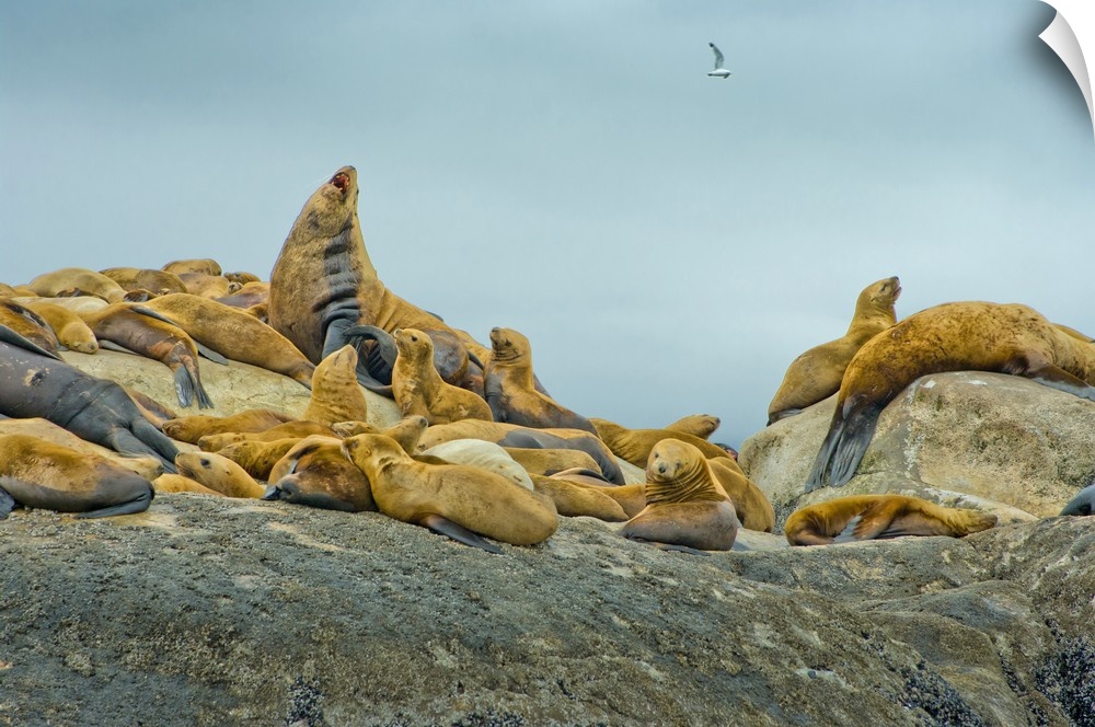 Alaska, Steller Sea Lions relaxing on a rock in Glacier Bay National Park and Preserve.