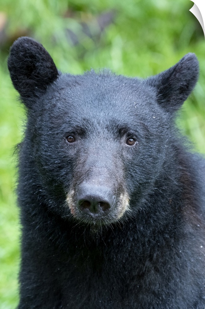 Alaska, Tongass National Forest, Anan Creek. American black bear Face detail.