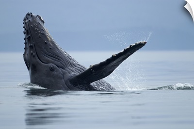 Alaska, Tongass National Forest,  Humpback Whale splashing on its back in Icy Strait