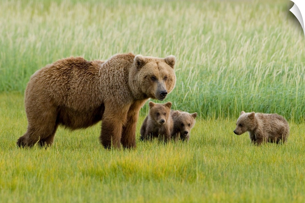 Alaskan Brown Bear Sow and three Cubs, Ursus Middendorffi, grazing in meadow, feeding on grass, Katmai National Park, Alaska.