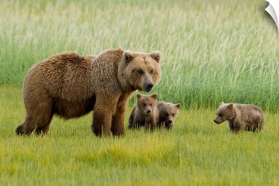 Alaskan Brown Bear Sow And Three Cubs, Katmai National Park, Alaska