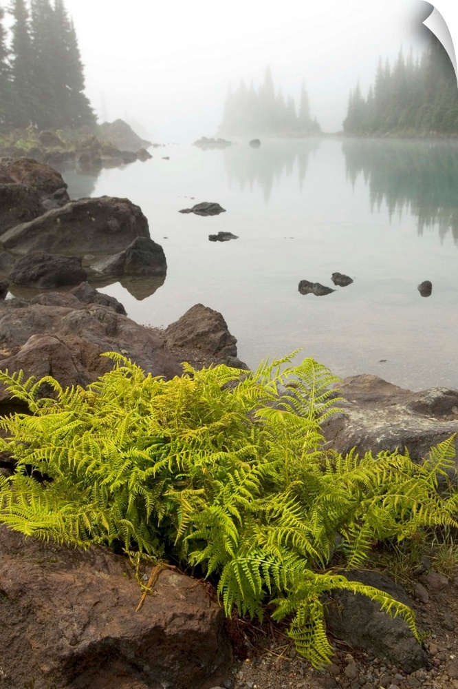 Alpine lady fern, Athyrium alpestre, growing among volcanic rock on the Battleship Islands in the glacial Garibaldi Lake, ...